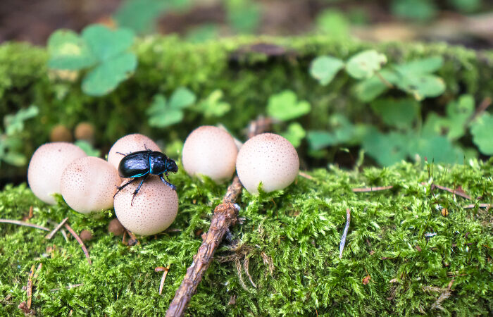 Unknown Type Of Shrooms With The Beetle On Top. Belarus