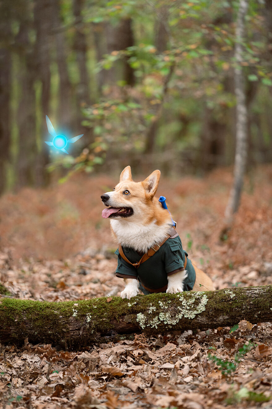 I Asked My Corgi To Model For Me For A Legend Of Zelda Photoshoot And You're Not Ready For The Result I Asked My Corgi To Model For Me For A Legend Of Zelda Photoshoot And You're Not Ready For The Result