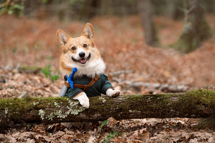 I Asked My Corgi To Model For Me For A Legend Of Zelda Photoshoot And You're Not Ready For The Result