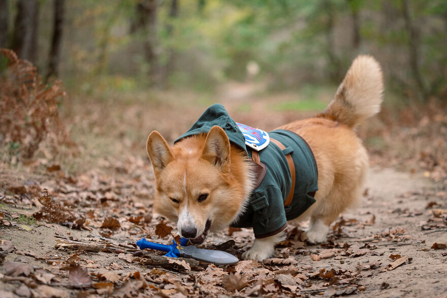 I Asked My Corgi To Model For Me For A Legend Of Zelda Photoshoot And You're Not Ready For The Result