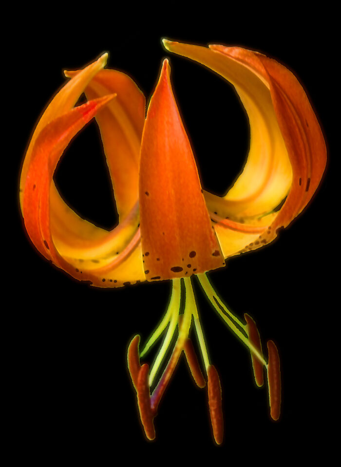 Tiger Lily (I Think)