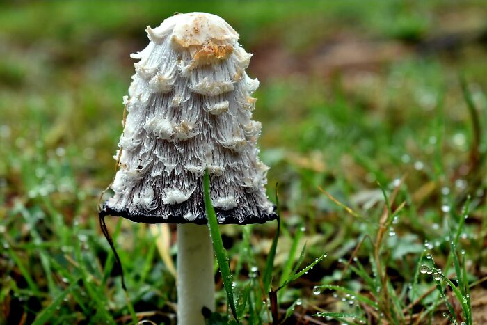 An Ink Cap, Cantabria, Spain