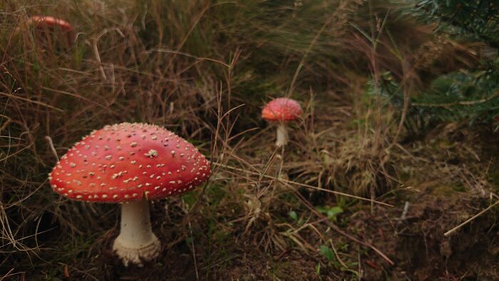 Himalayan Garden, Ripon, Yorkshire