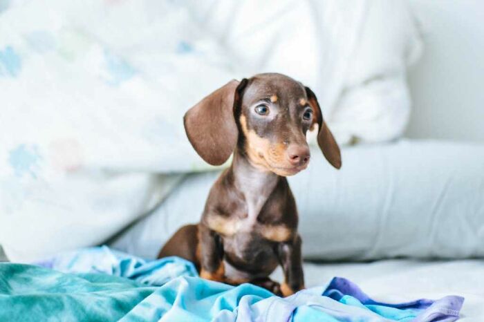 Dachshund