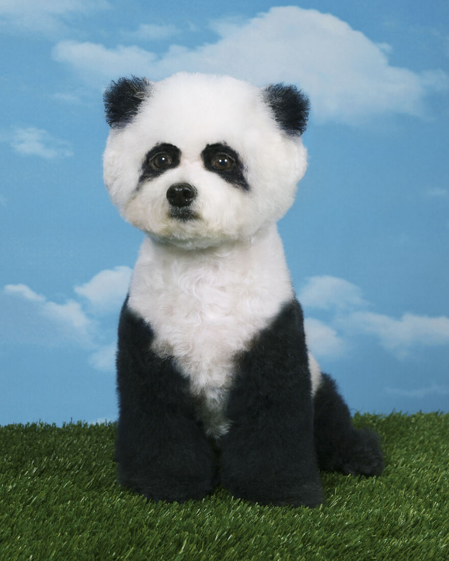 Alf, Mickey And The Other Dogs (2023) Alf, Mickey And The Other Dogs (2023)