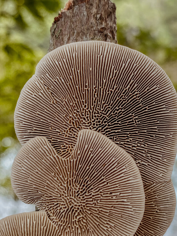 Moss Bluff, Louisiana