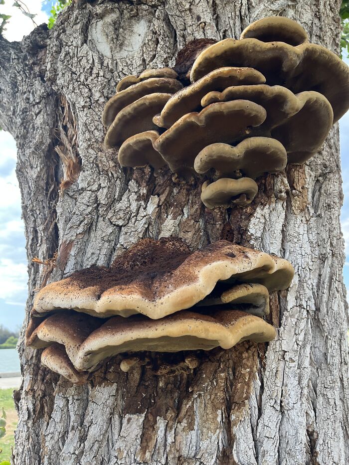Are These Edible?! California