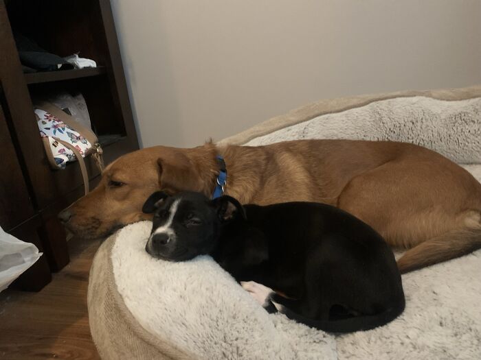 Talking My Parents Into Taking Rice (The Small Dog) Off The Street! She Now Lives Happy And Healthy With Us. Beans (The Big One) Loves His New Little Sister!