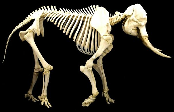 Elephant_skeleton-63514dd6f0fb1.jpg