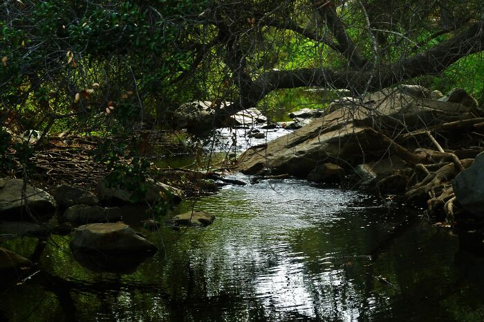 the river under trees