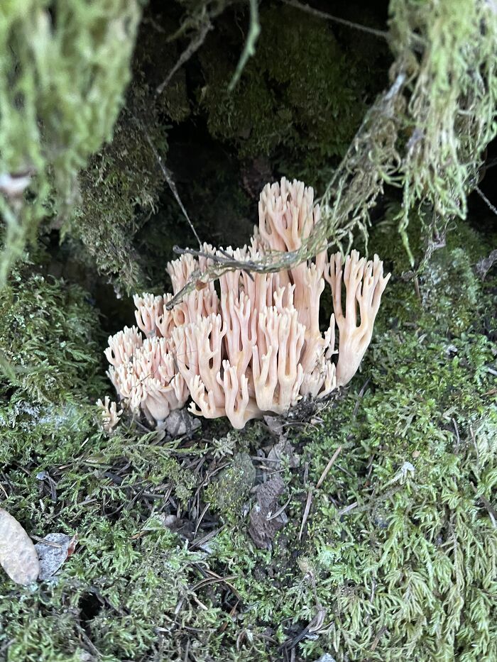 Humboldt County , Ca