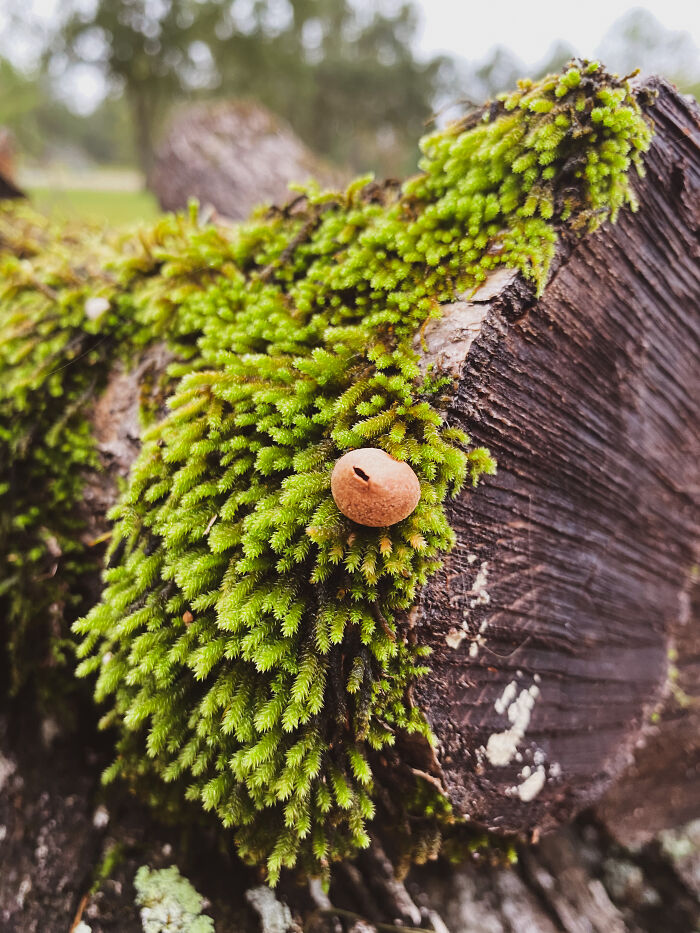 Moss Bluff, Louisiana