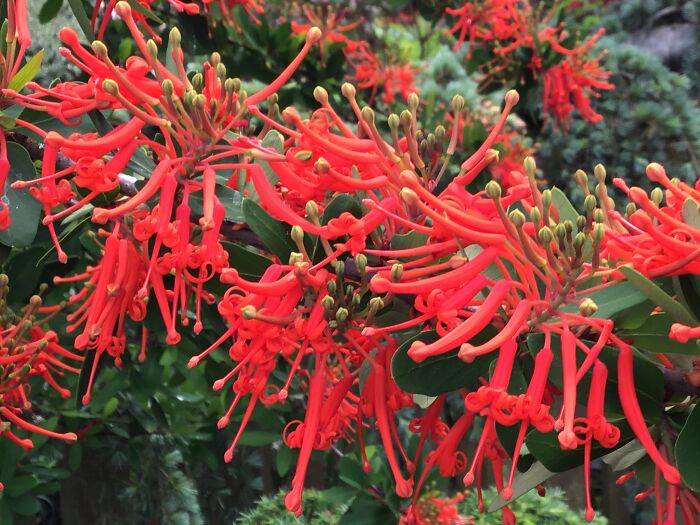 Chilean Firebush (Embothrium Coccineum)- Looked For This For Years In The Local Nurseries, Took 8 Years To Bloom