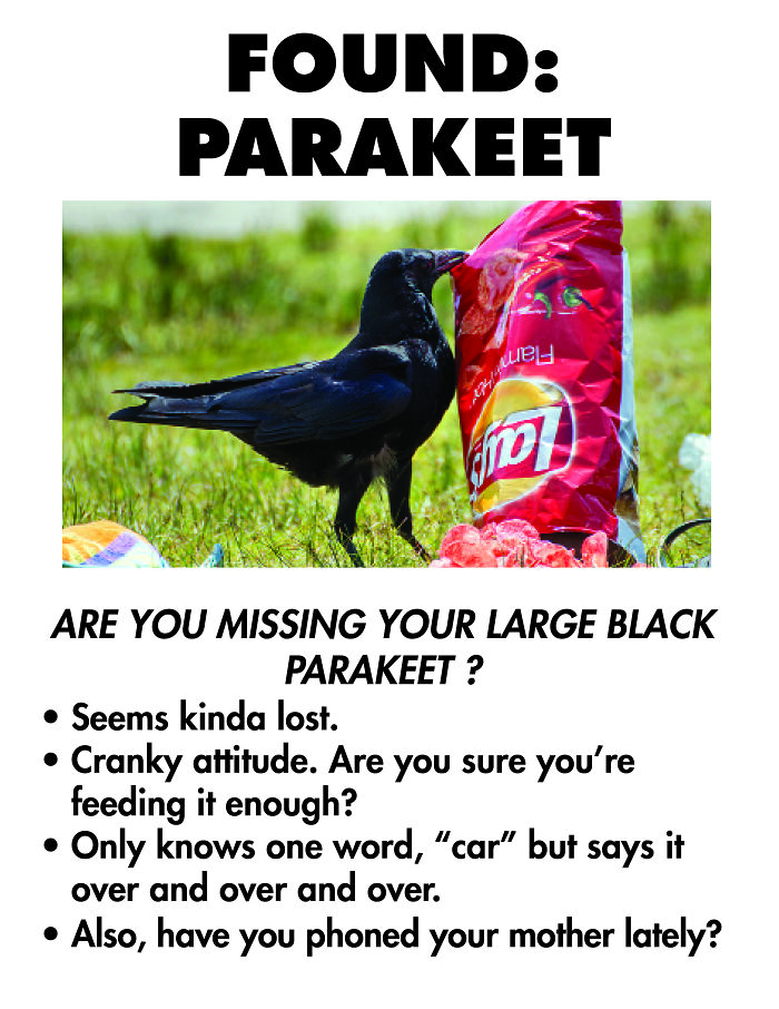 Fake Flyers To Mystify My Neighbors (7 Pics)