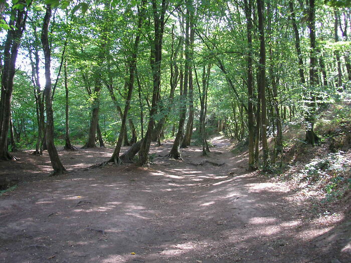 The Forest Of Broceliande, France
