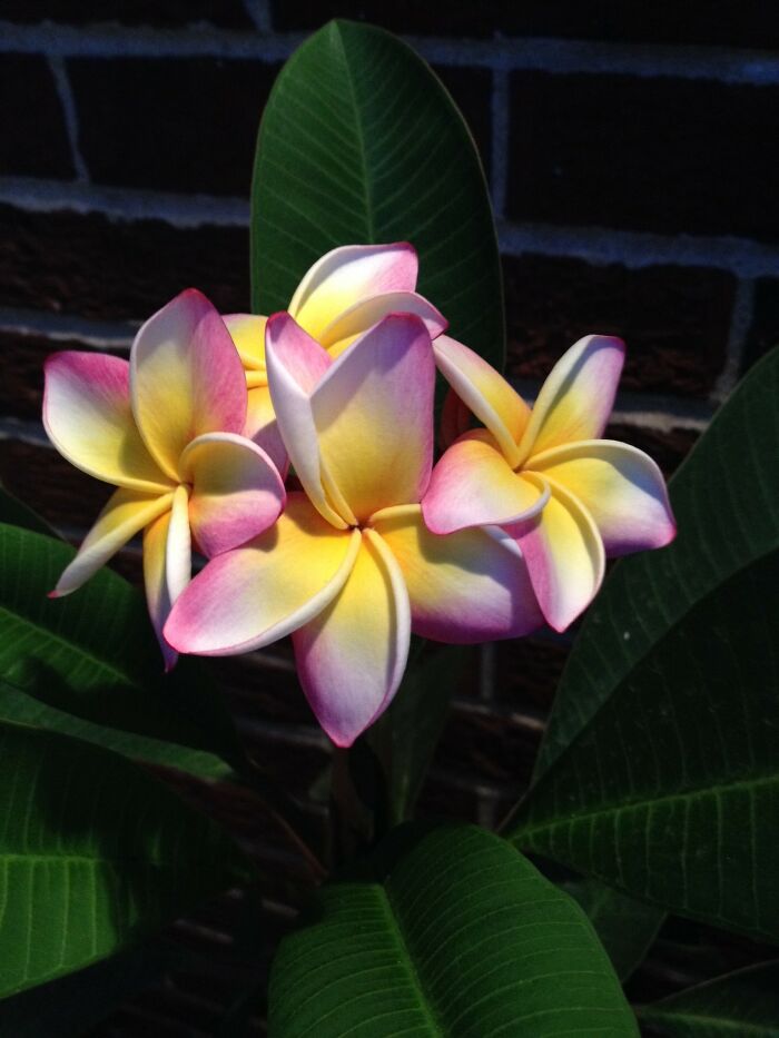 Frangipani That Took 5 Years To Bloom...but So Worth The Wait!