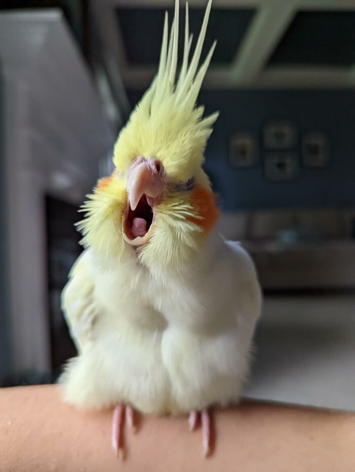 My Birb, Sally, Yawning After A Long Hard Day Of Interrupting My Work