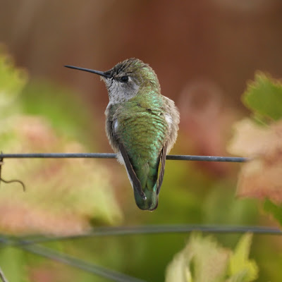 Hummingbird-6359b15923d29.jpg