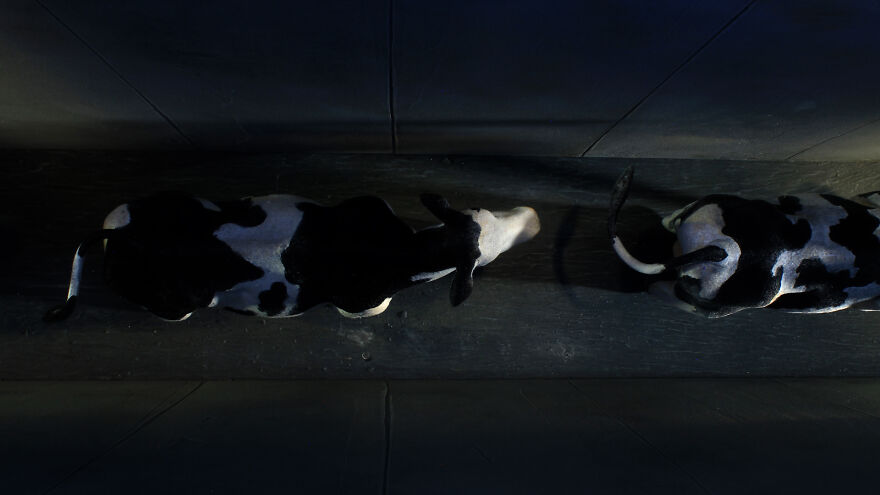"Super Cow": I Created A Stop-Motion Animation About A Dairy Cow Escaping From Slaughter