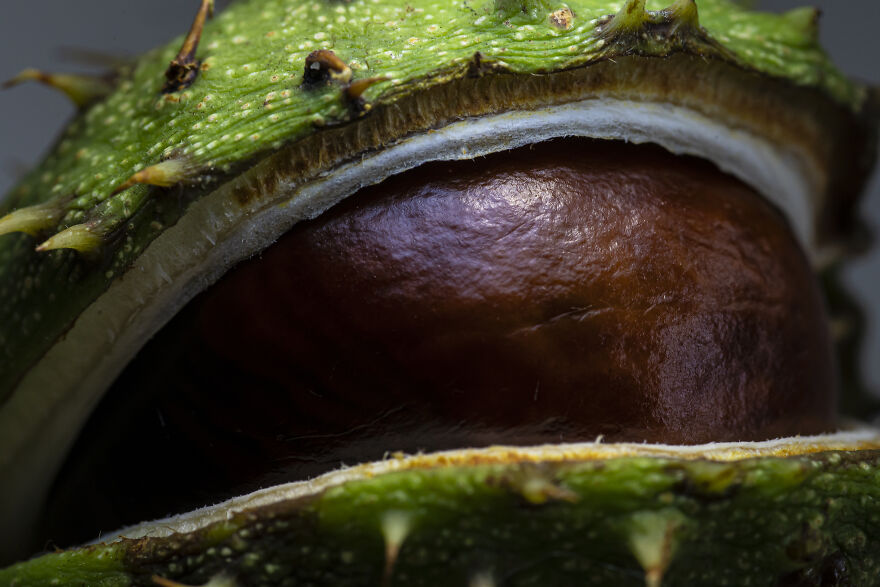 I Did A Professional Photoshoot Of Conkers! I Did A Professional Photoshoot Of Conkers!