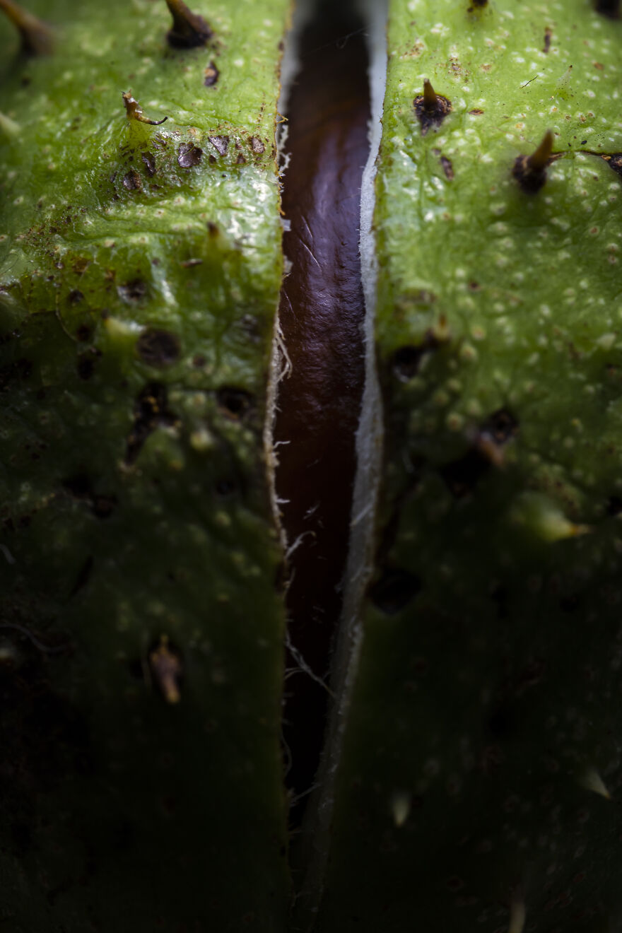 I Did A Professional Photoshoot Of Conkers! I Did A Professional Photoshoot Of Conkers!