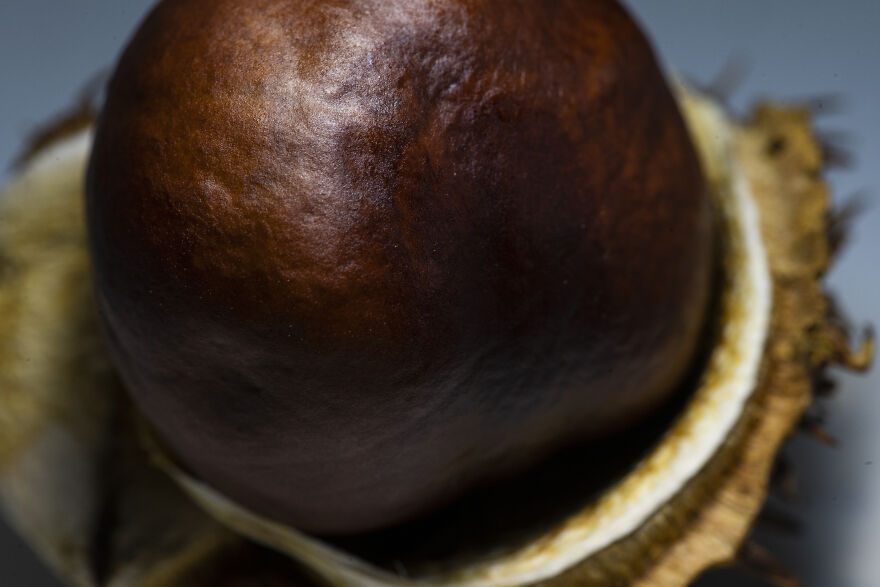 I Did A Professional Photoshoot Of Conkers! I Did A Professional Photoshoot Of Conkers!
