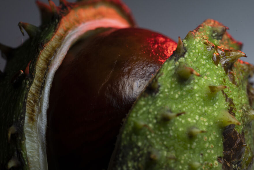 I Did A Professional Photoshoot Of Conkers! I Did A Professional Photoshoot Of Conkers!