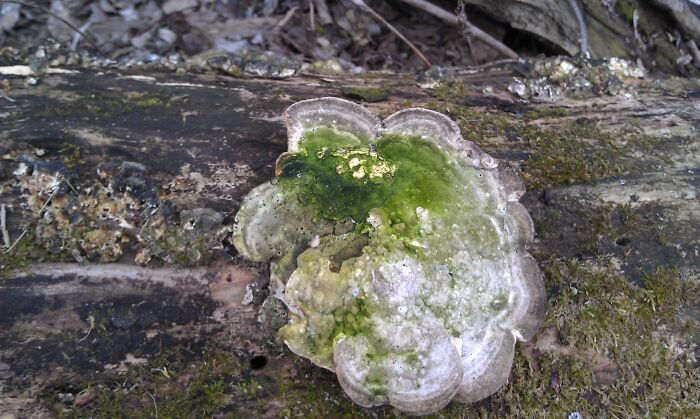 This Fungi I Found On A Walk