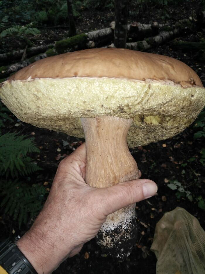 Porcino Tampere, Finland