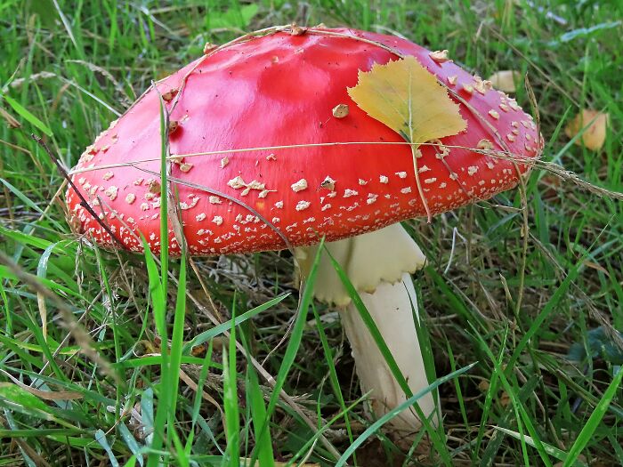 Amanita Muscaria, Another Beautiful And Dangerous Mushroom!