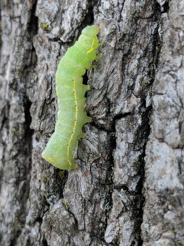 Onwood And Upwood!!!