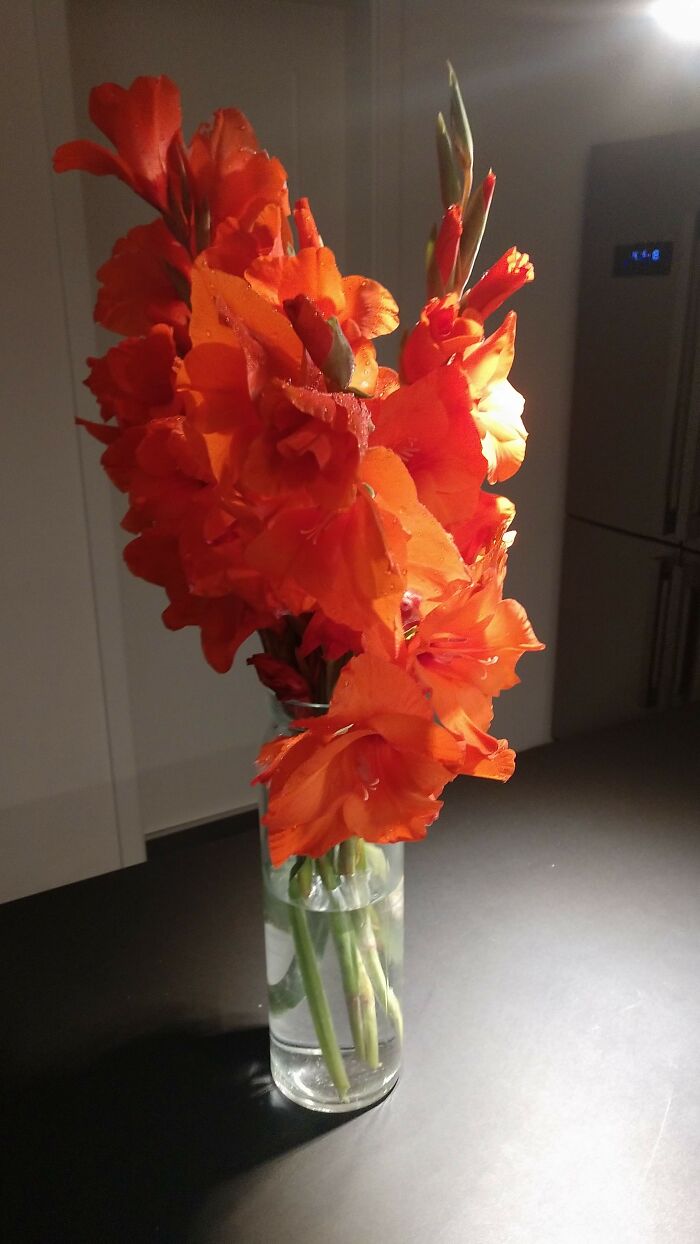 This Incredibly Beautiful Gladiolus, Orange Variant. Every Year They Create Large Petals That Make It A Nice Cut Flower To Display