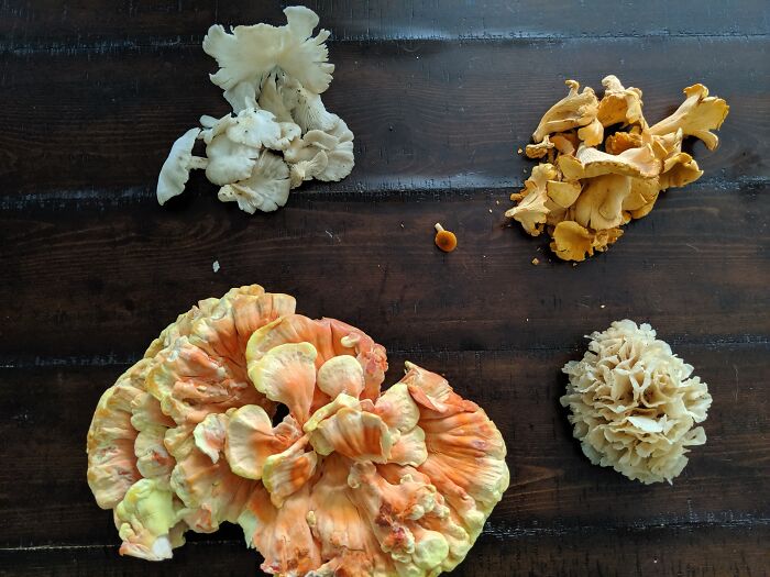 Recent Delicious Finds: Oyster, Chanterelle, Chicken Of The Woods, And Cauliflower Mushroom! (Washington, Dc, USA)