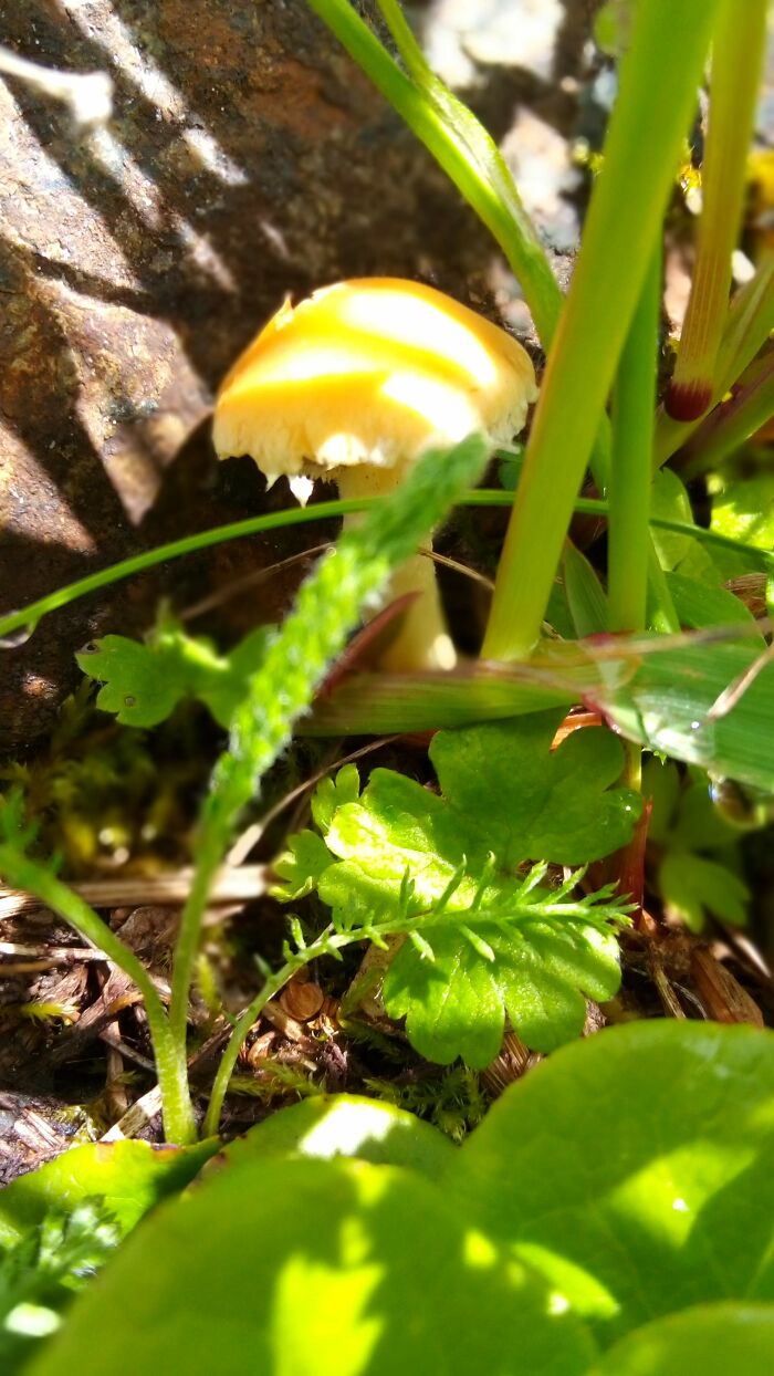 Don't Know Name, Found While Hiking In Alaska