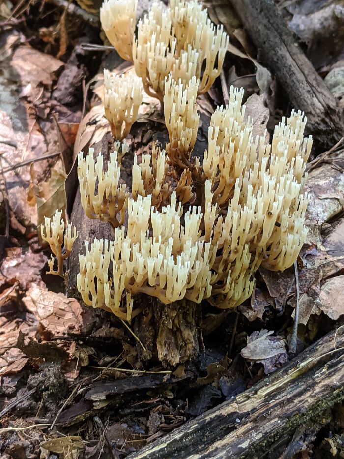 Crown Tipped Coral (Artomyces Pyxidatus) In Virginia, USA