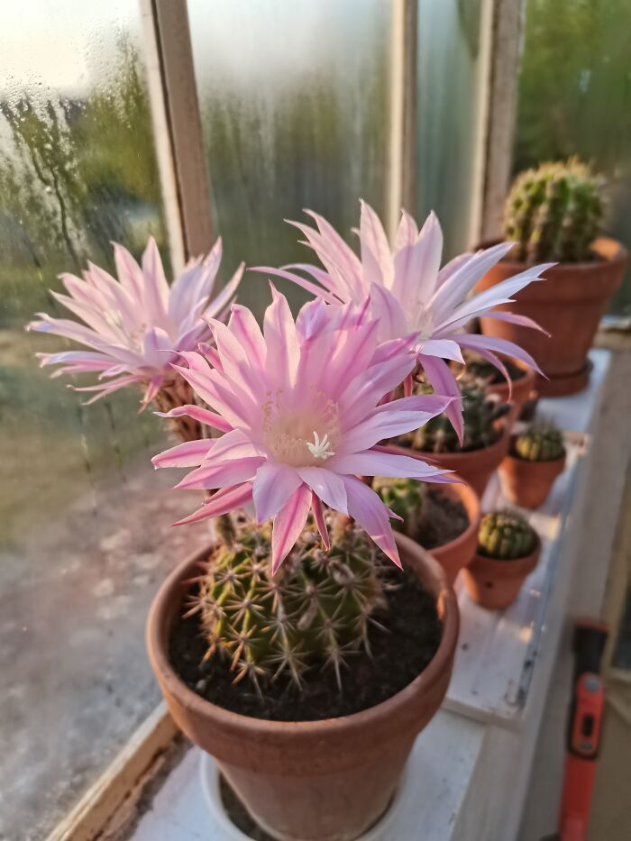 Barrel Cacti Blooming. My Neighbor In France Gave Me One As A Welcome Gift. Now I Have So Many, And They All Bloom At Night, And For One Night Only!