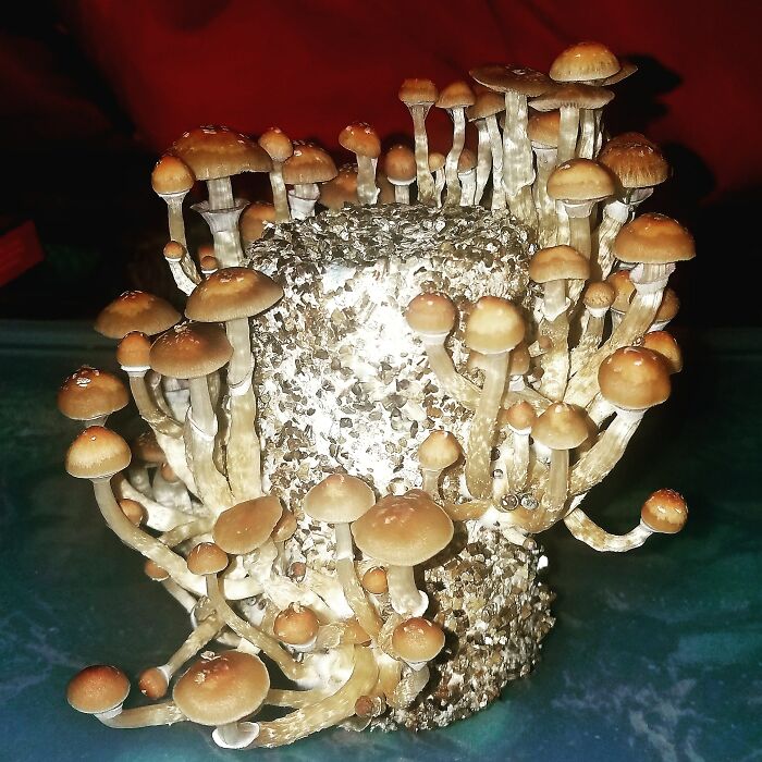 Not In The Wild But Some I Grew At Home Myself 