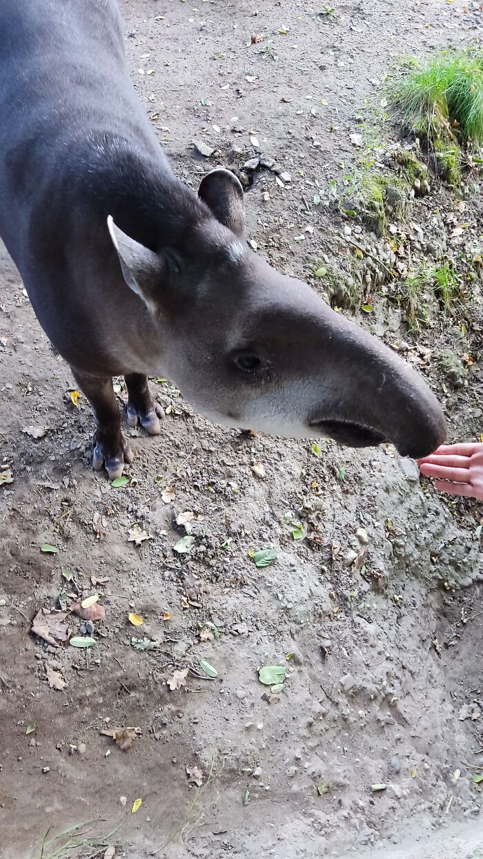 My Hand Close To One Of The Finest Animals In Existence, A Tapir