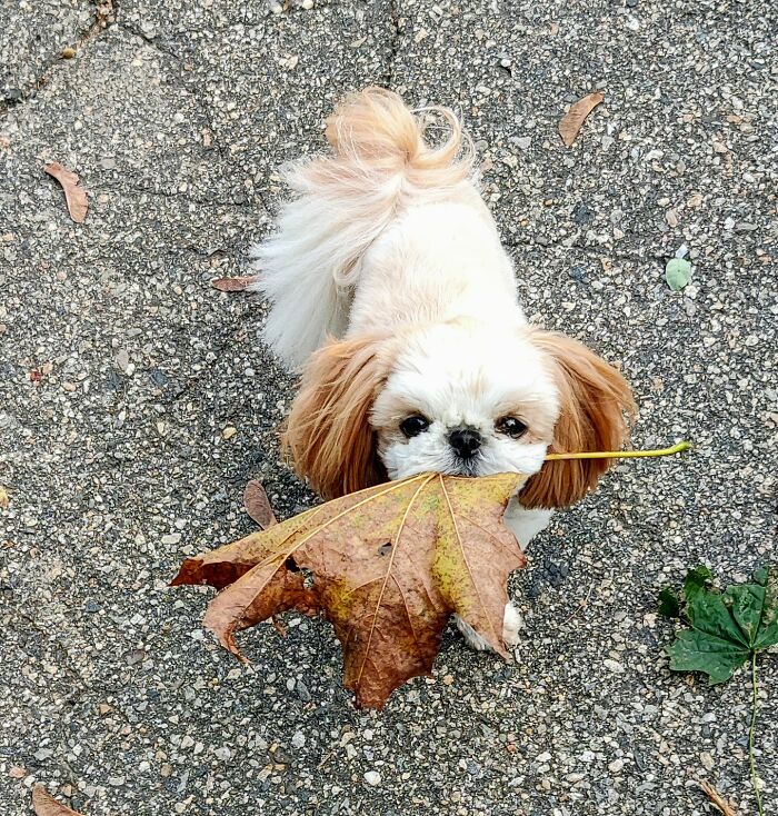Mina Loves Leaves 