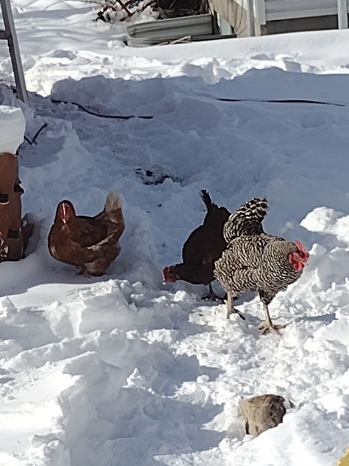 My Chickens Learning What Snow Is!