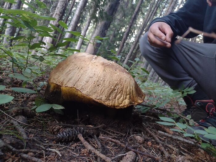 Big Boy I Found While Camping. Boyfriend For Scale
