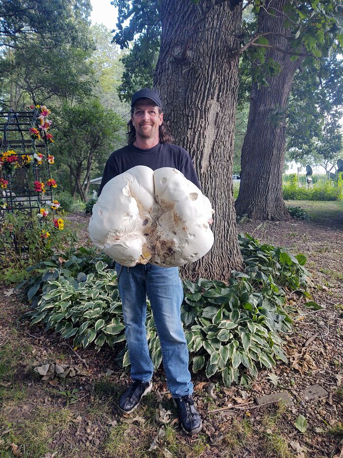 Giant Puff Ball Mushroom Pekin Illinois