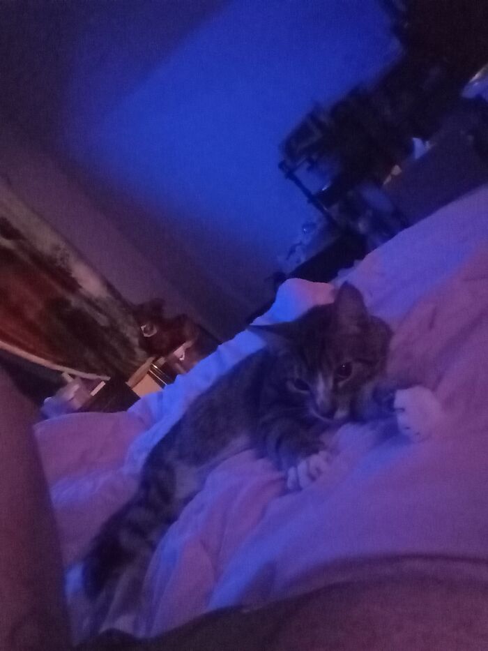 This Is Zim. Also Known As Little Kitty. He Was A Feral Kitten We Rescued From A Warehouse In Tennessee. This Is The First Time He Ever Went On The Bed By Me. Took Him Several Months To Get Comfortable Enough Around Me To Get This Close. Now He Sits Next To Me On The Bed Every Night Before Bedtime. He Loves His Cuddles And Butt Scratches