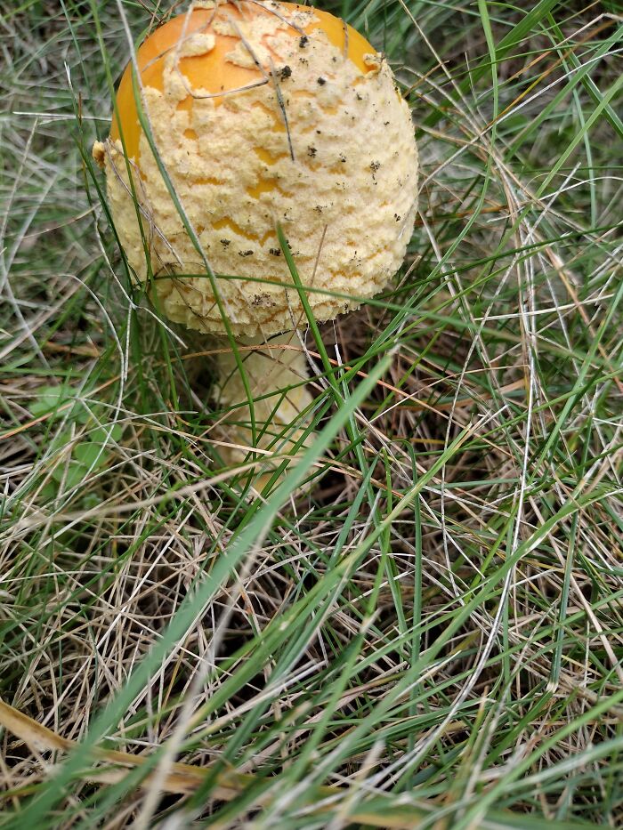 In My Backyard. Wausau, Wi