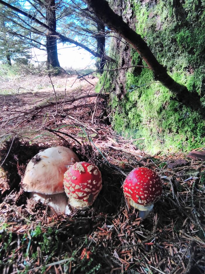 Boletus Edulis With Amanita Muscaria.they Like Each Others Company