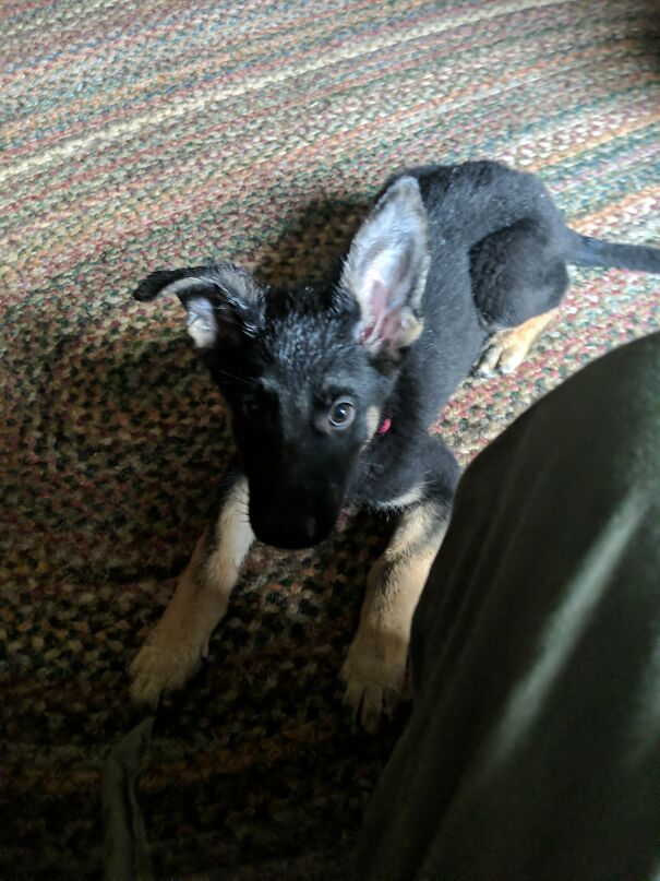 My Friend Wanted Me To Put This Here Don't Do It If You Don't Want To :) My New Puppers Odin