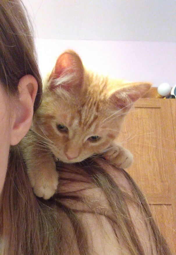 My Cat Sebastian. I Might Have To Get Rid Of Him And I'm Praying With Everything I've Got That I Won't Have To. And Yes My Shoulders Are His Usual Place To Sit