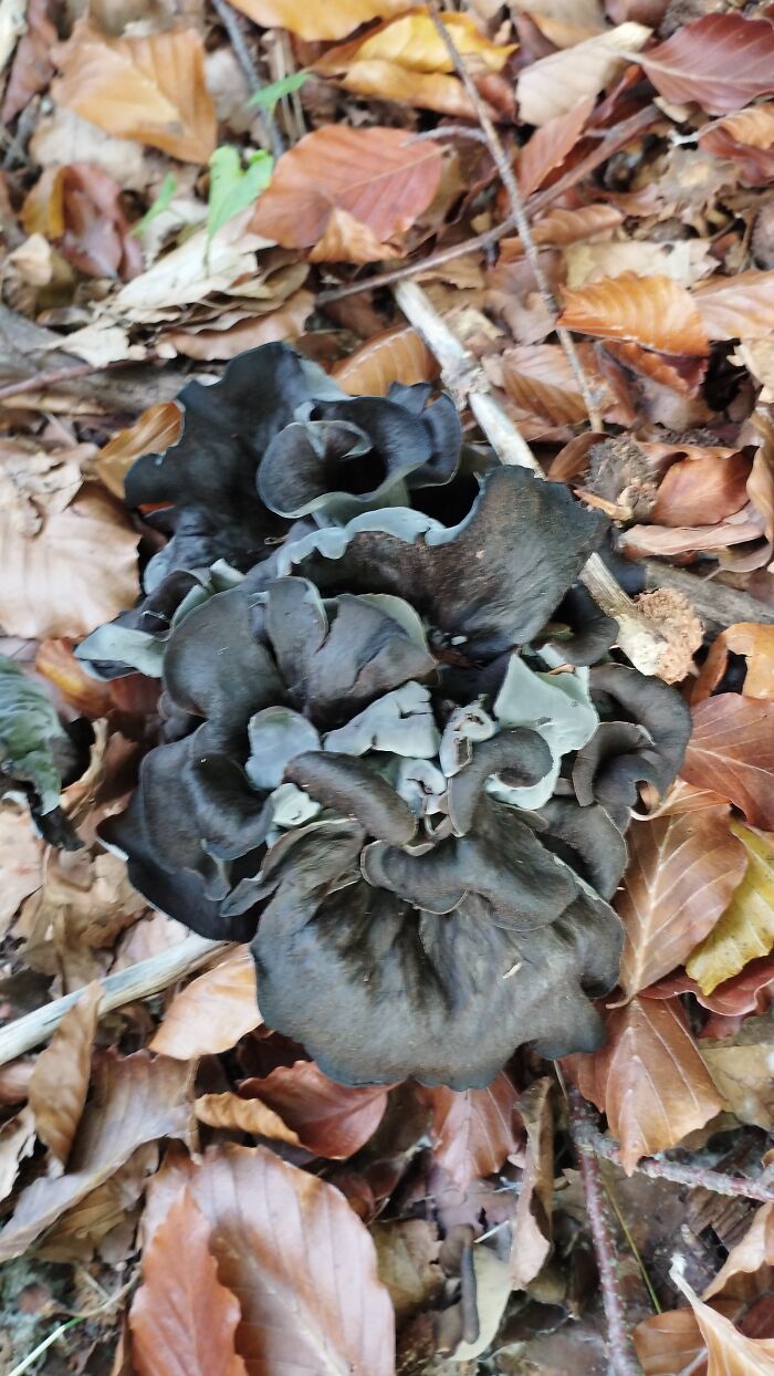Black Trumpet, Edible Mushrooms With Truffle Taste. Found In Câmpu Cetății, România