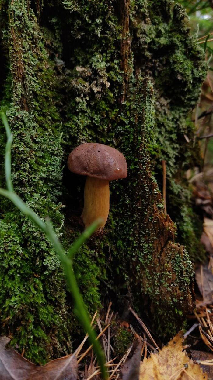 Adorable Young Boletus Badius, Last Saturday, Russia
