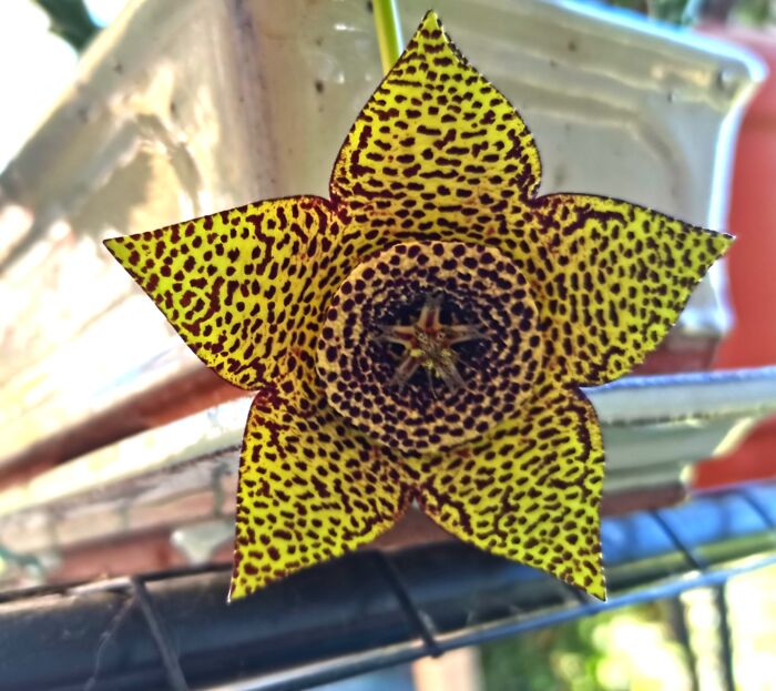 I Stole A Piece Of This Huernia Zebrenia Succulent 5 Years Ago From A Public Greenhouse, Nurtured It Until It Finally Bloomed. It Smells Like Garbage Because Flies Are How It Gets Pollinated. Til The Blossom Closes Up At Night